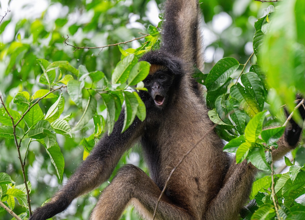 White-bellied Spider Monkey - ML649996780