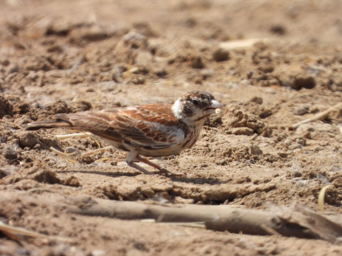 Chestnut-backed Sparrow-Lark - ML649997222