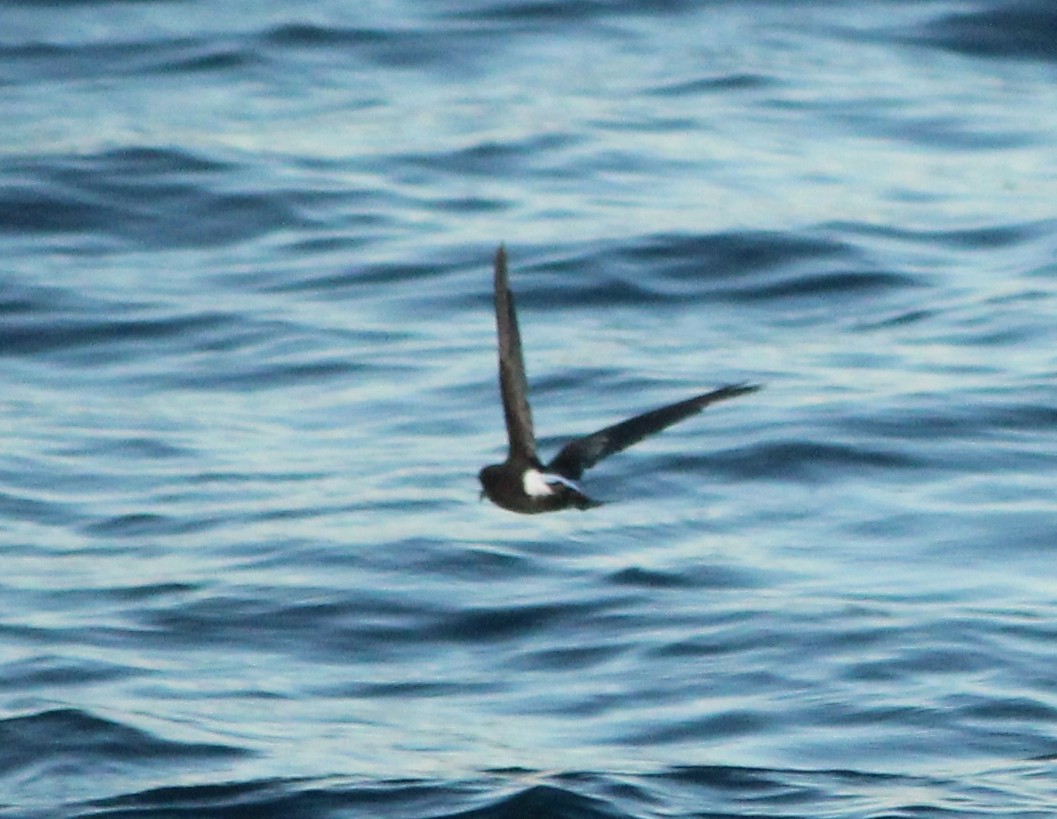 Sarı Ayaklı Fırtınakırlangıcı - ML649997431