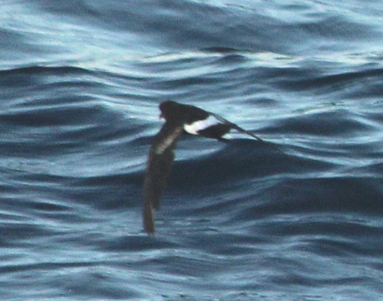 Sarı Ayaklı Fırtınakırlangıcı - ML649997432