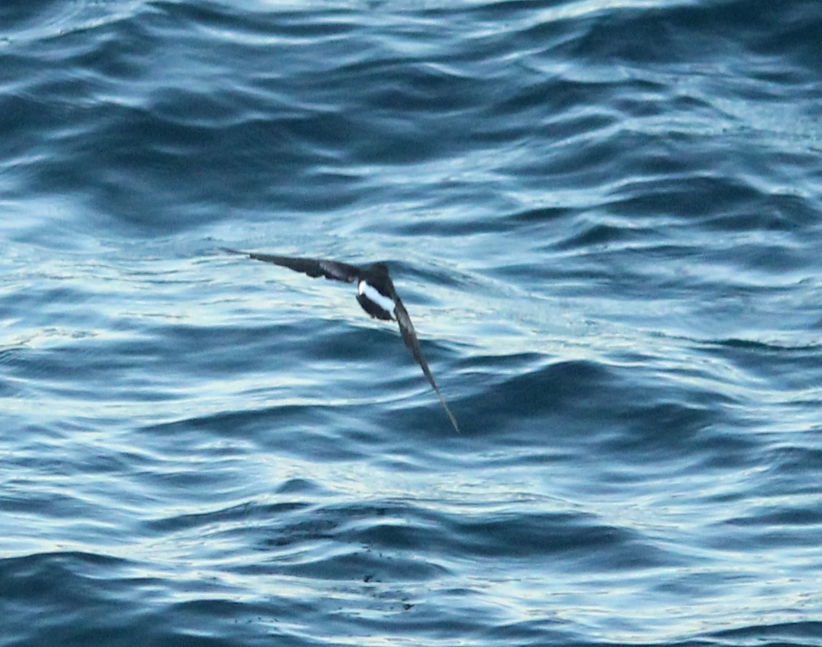 Sarı Ayaklı Fırtınakırlangıcı - ML649997433