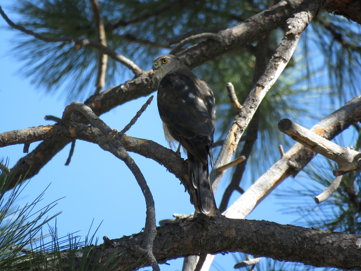 Sharp-shinned Hawk - Kai Frueh