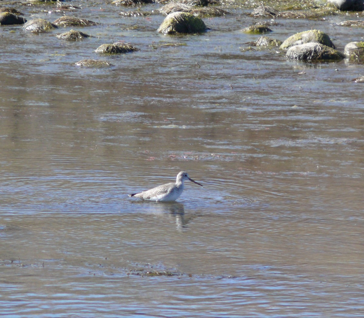 eBird Checklist - 31 Jan 2026 - Salt River--Coon Bluff Recreation Area ...