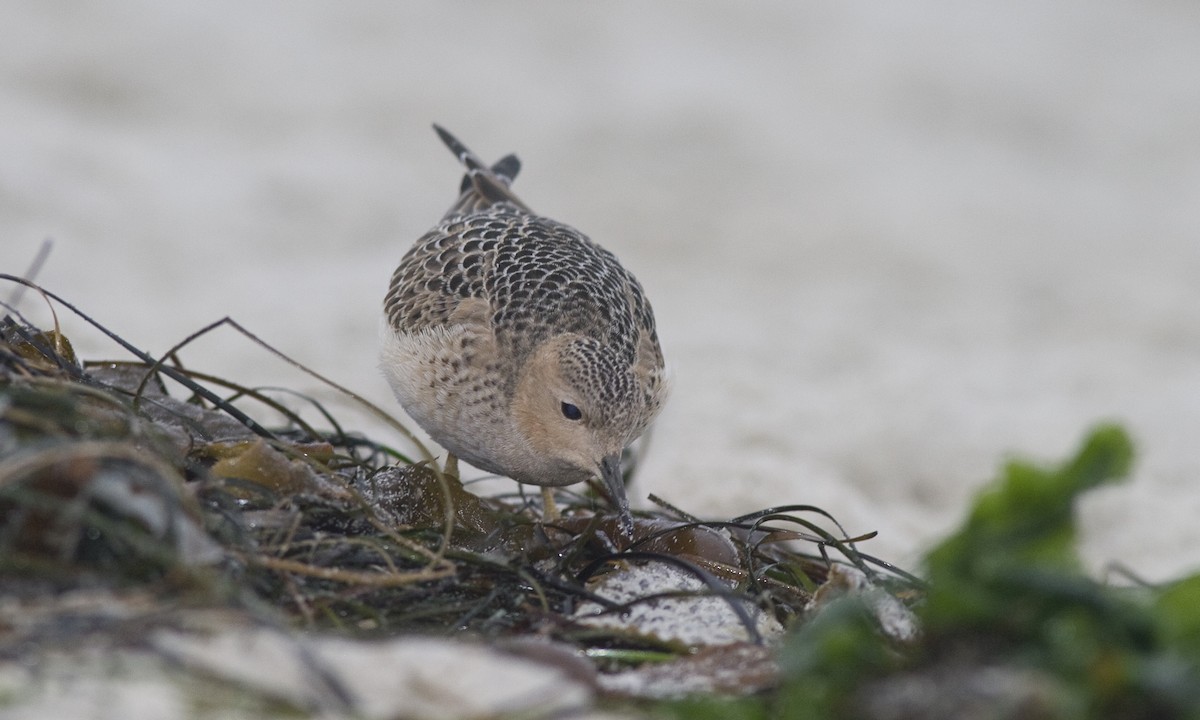 Buff-breasted Sandpiper - ML64999831