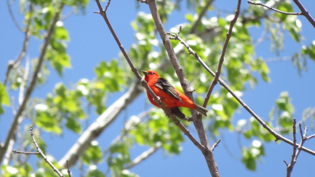 Scarlet Tanager - ML649998657