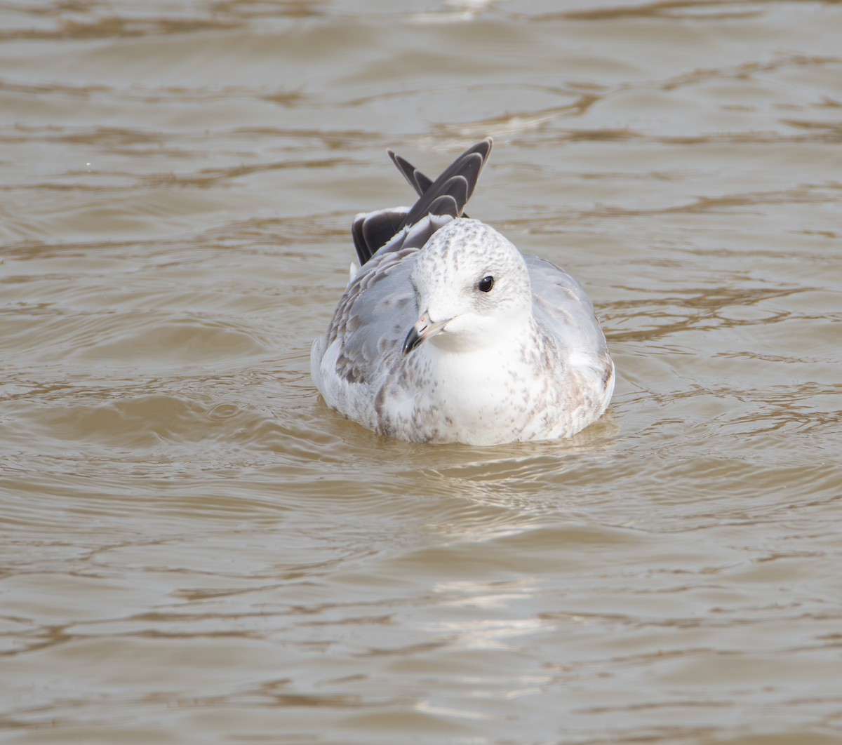 Common Gull - ML649998664