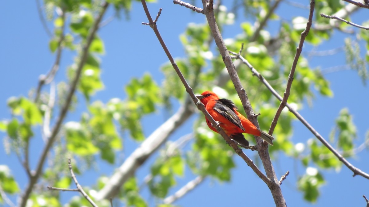 Scarlet Tanager - ML649998669