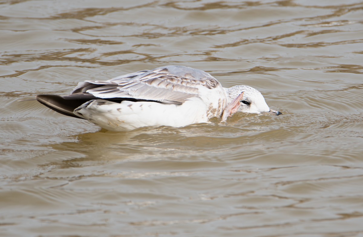 Common Gull - ML649998680
