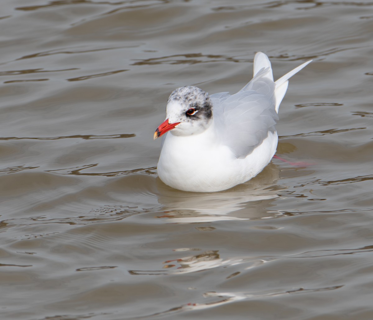 Mediterranean Gull - ML649998727