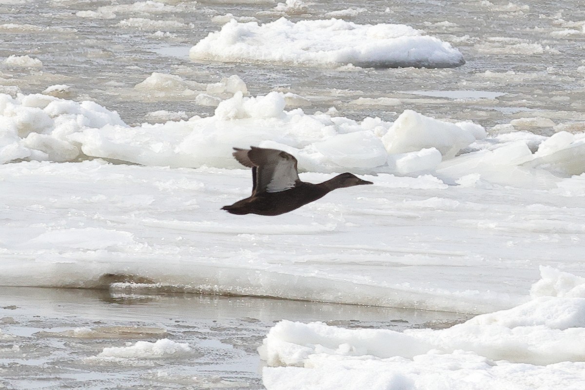 American Black Duck - ML649998980