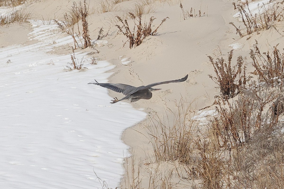 Great Blue Heron - ML649998999