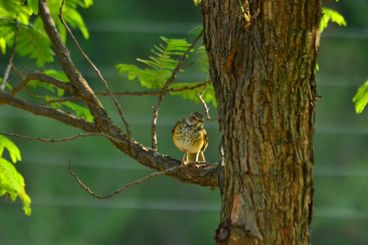 Groundscraper Thrush - ML649999651