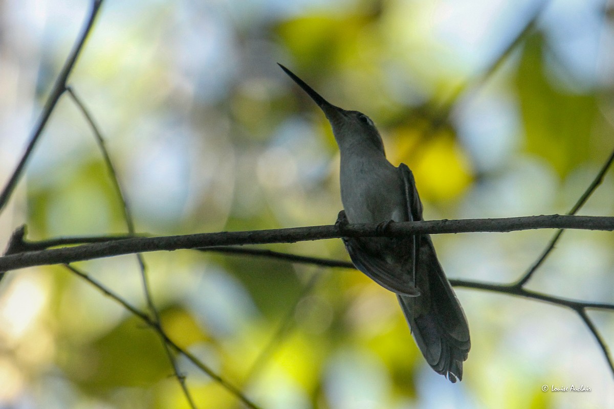 Wedge-tailed Sabrewing - ML649999753