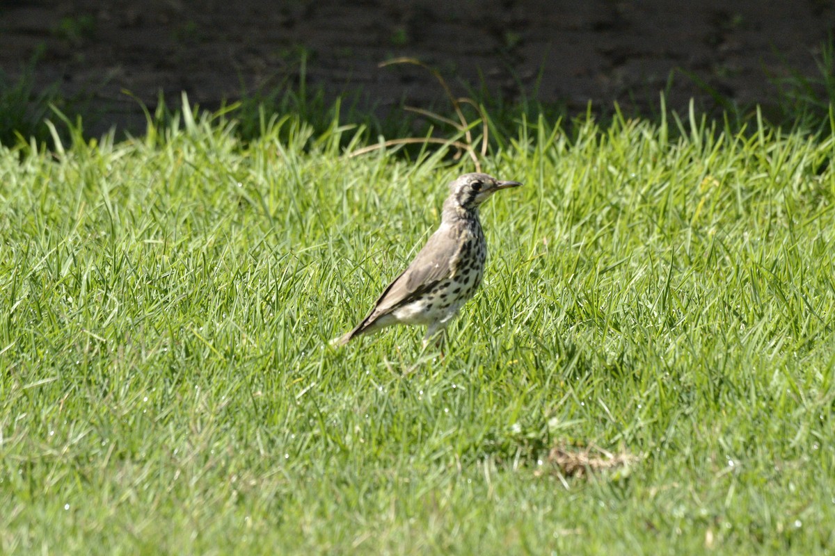 Groundscraper Thrush - ML649999797