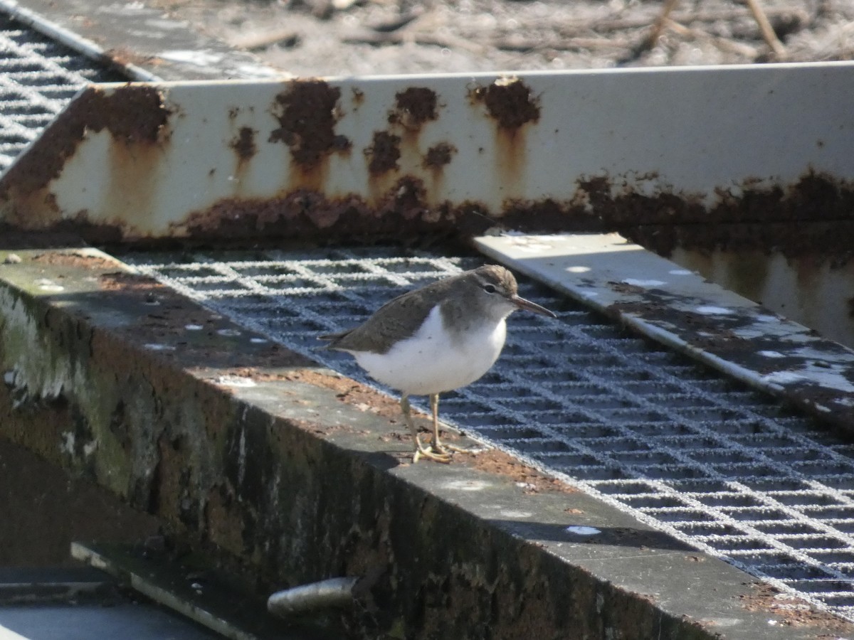 Spotted Sandpiper - ML649999965