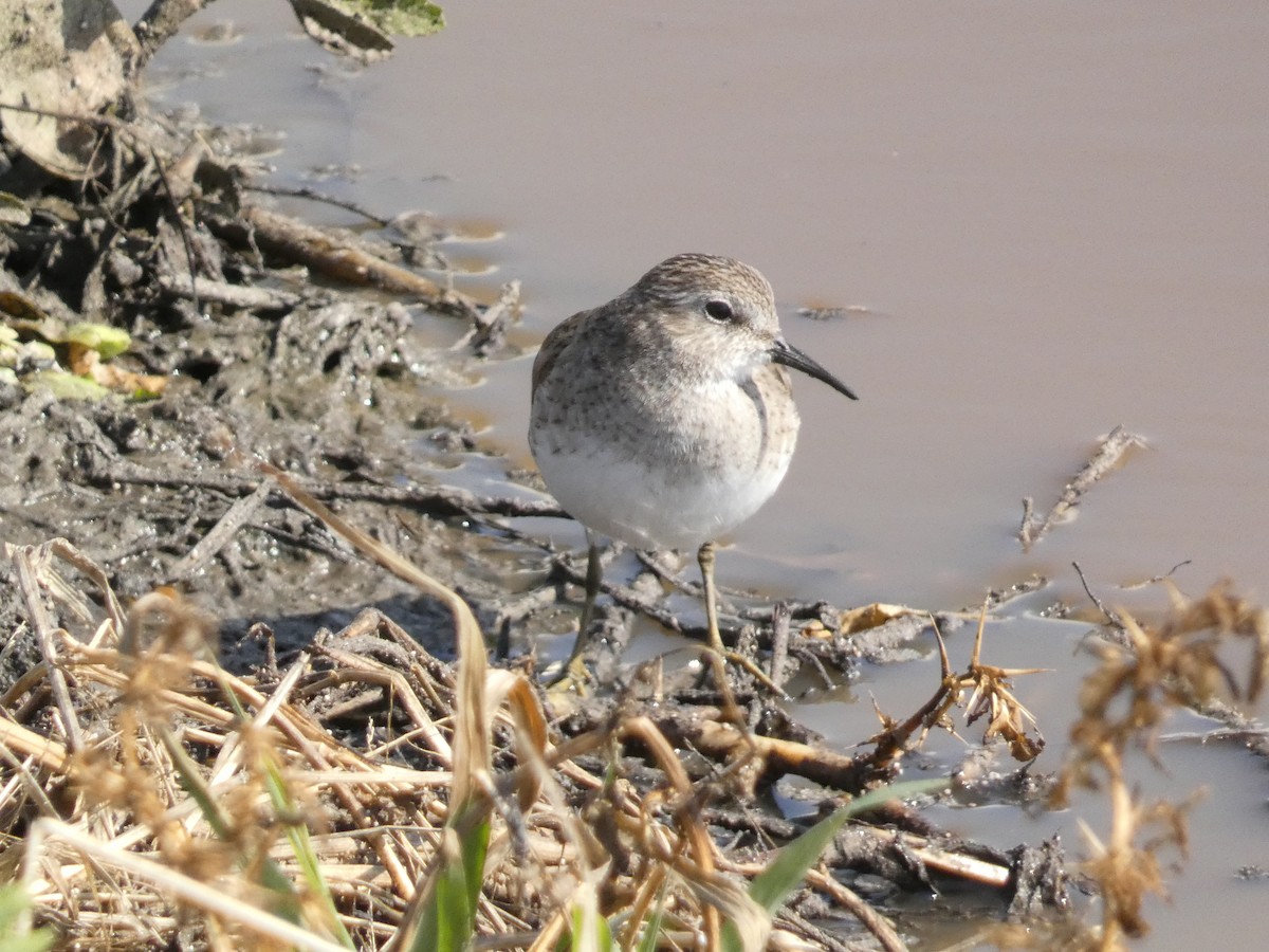 Least Sandpiper - ML649999970