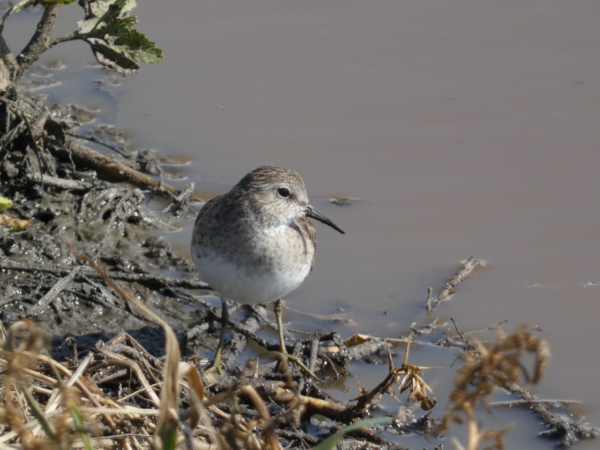 Least Sandpiper - ML649999971