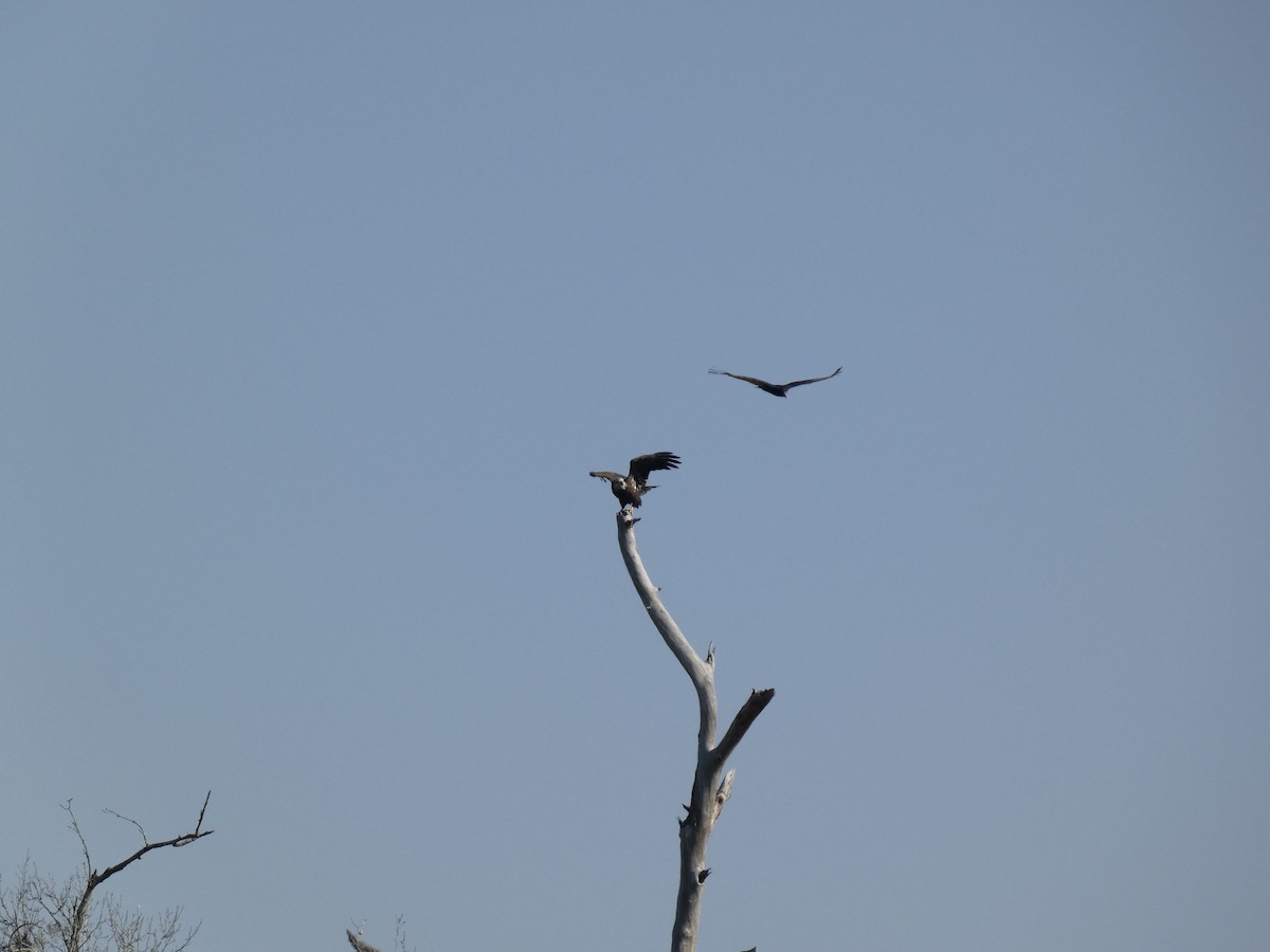 Bald Eagle - ML649999994