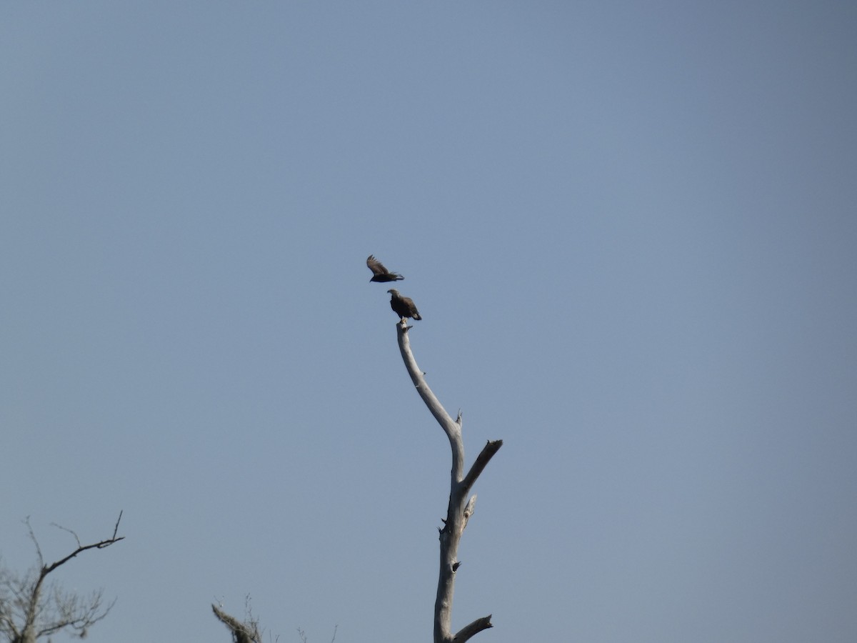 Bald Eagle - ML649999995