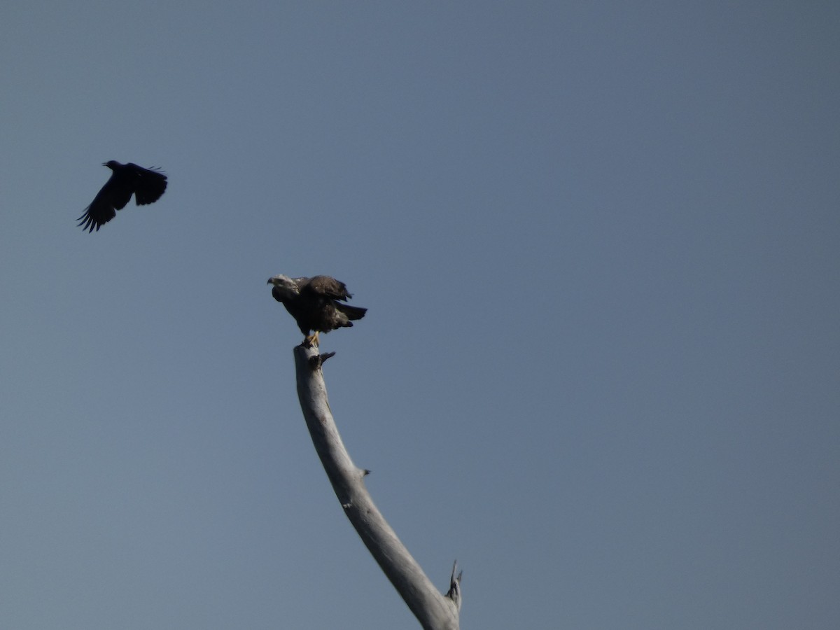 Bald Eagle - ML649999996