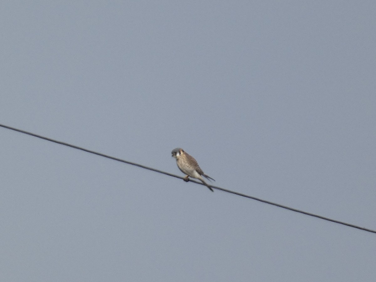 American Kestrel - ML650000012