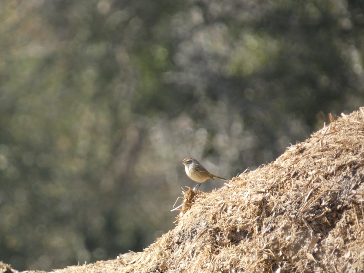 Palm Warbler - ML650000048