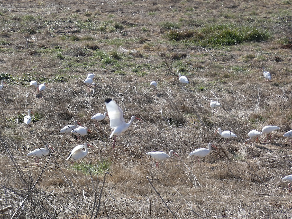 White Ibis - ML650000076