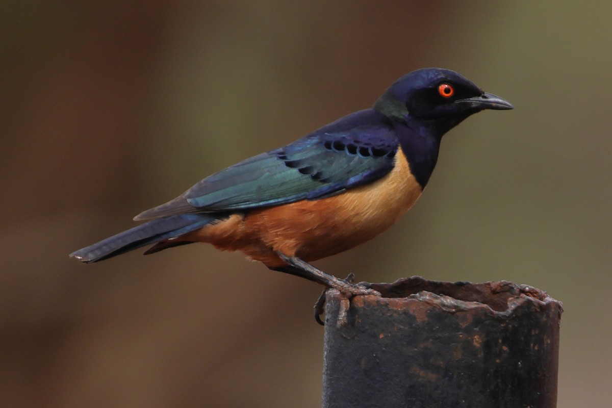 Hildebrandt's Starling - ML650001341