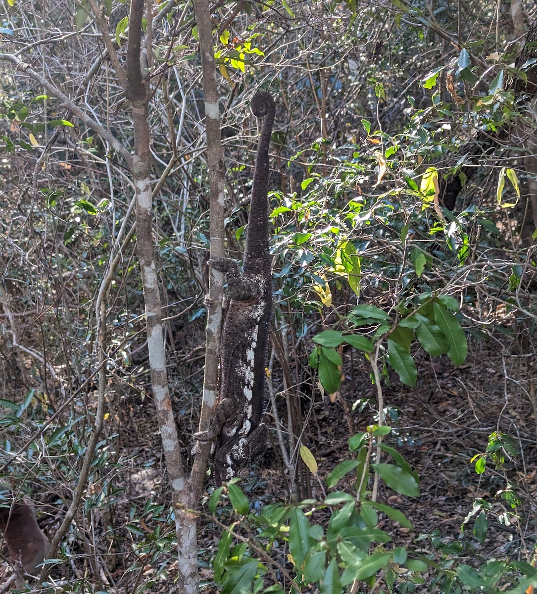 Camaleonte verrucoso - ML650001551