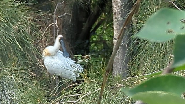 Косар королівський - ML650001934