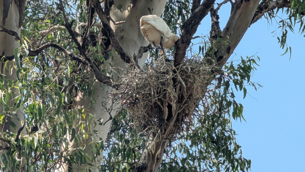 Косар королівський - ML650002061