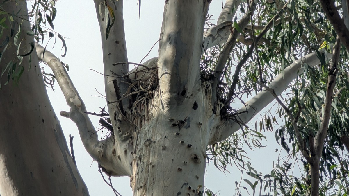 Косар королівський - ML650002062