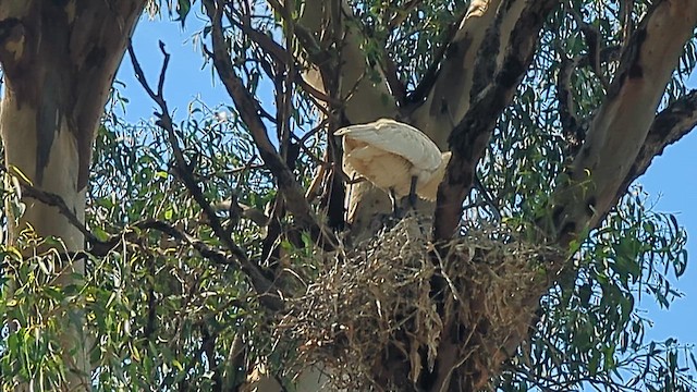 Косар королівський - ML650002068