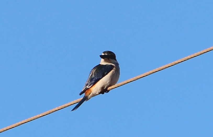 Kırmızı Belli Yalıçapkını - ML650002114