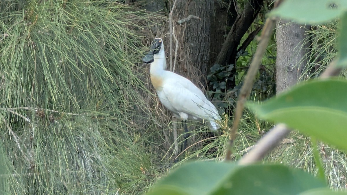 Косар королівський - ML650002195