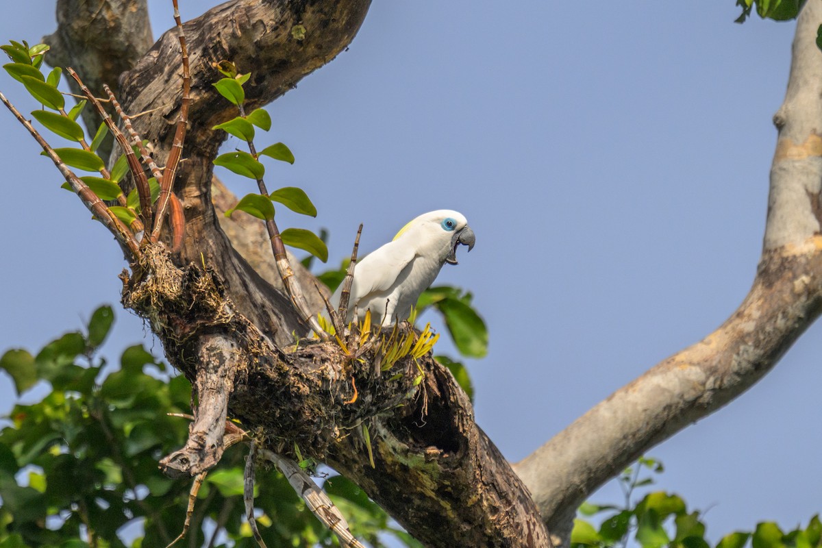 Blue-eyed Cockatoo - ML650002687
