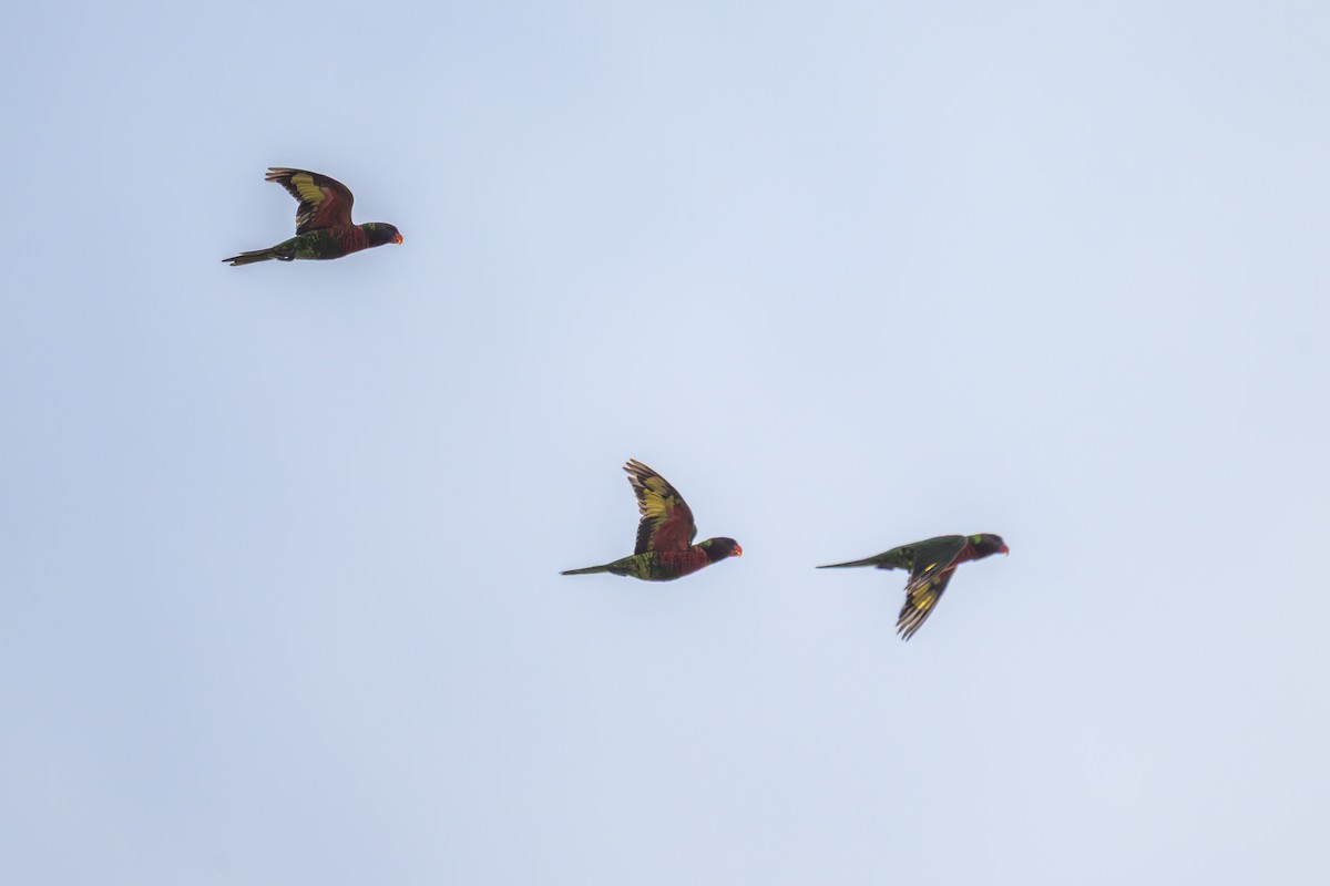 Coconut Lorikeet - ML650002690