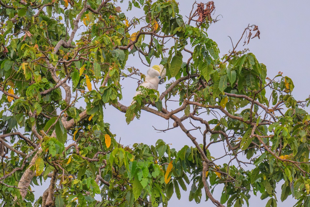 Blue-eyed Cockatoo - ML650002821