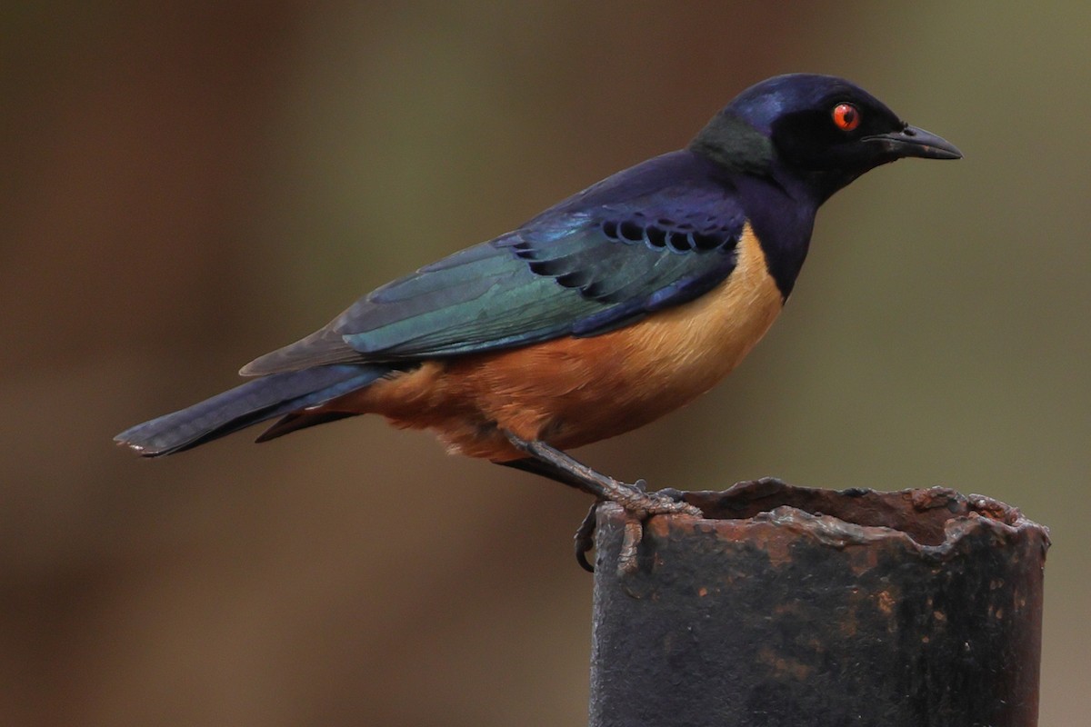 Hildebrandt's Starling - ML650003010