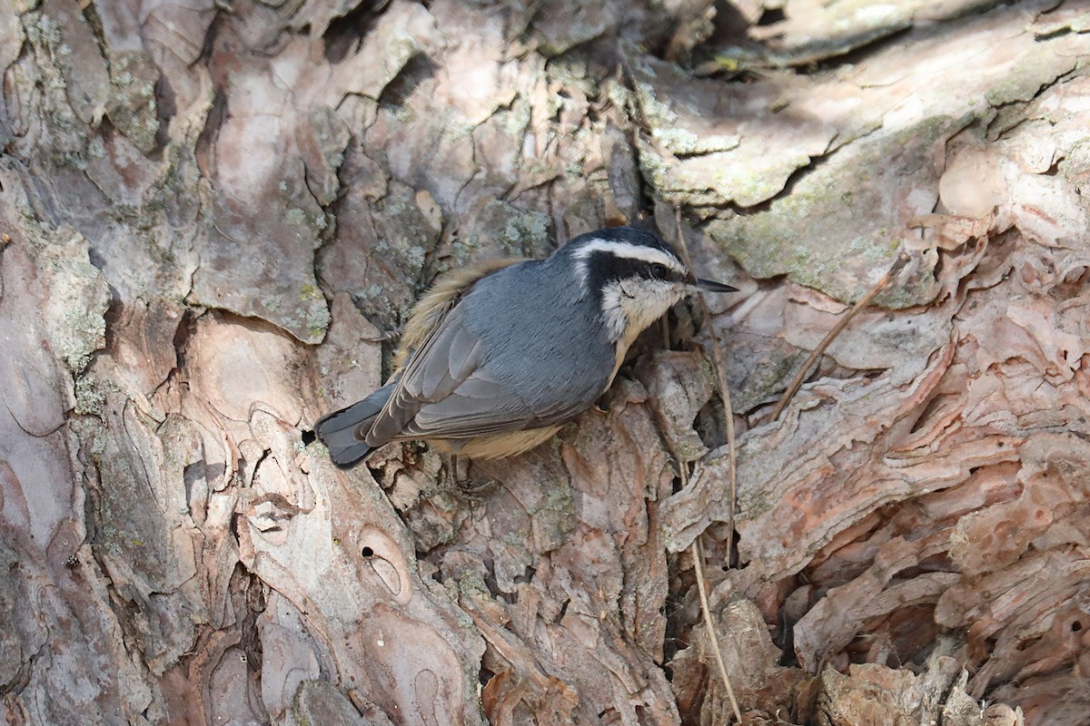 Red-breasted Nuthatch - ML650003121