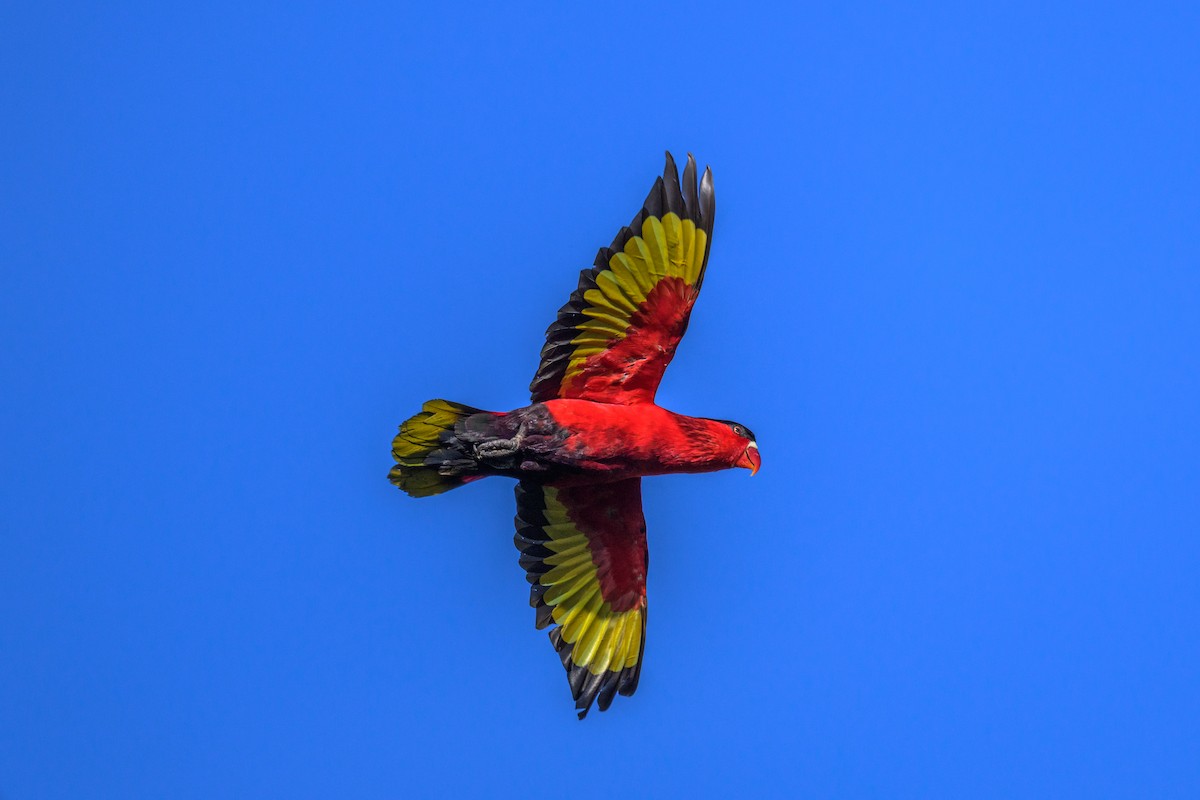 Coconut Lorikeet - ML650003212