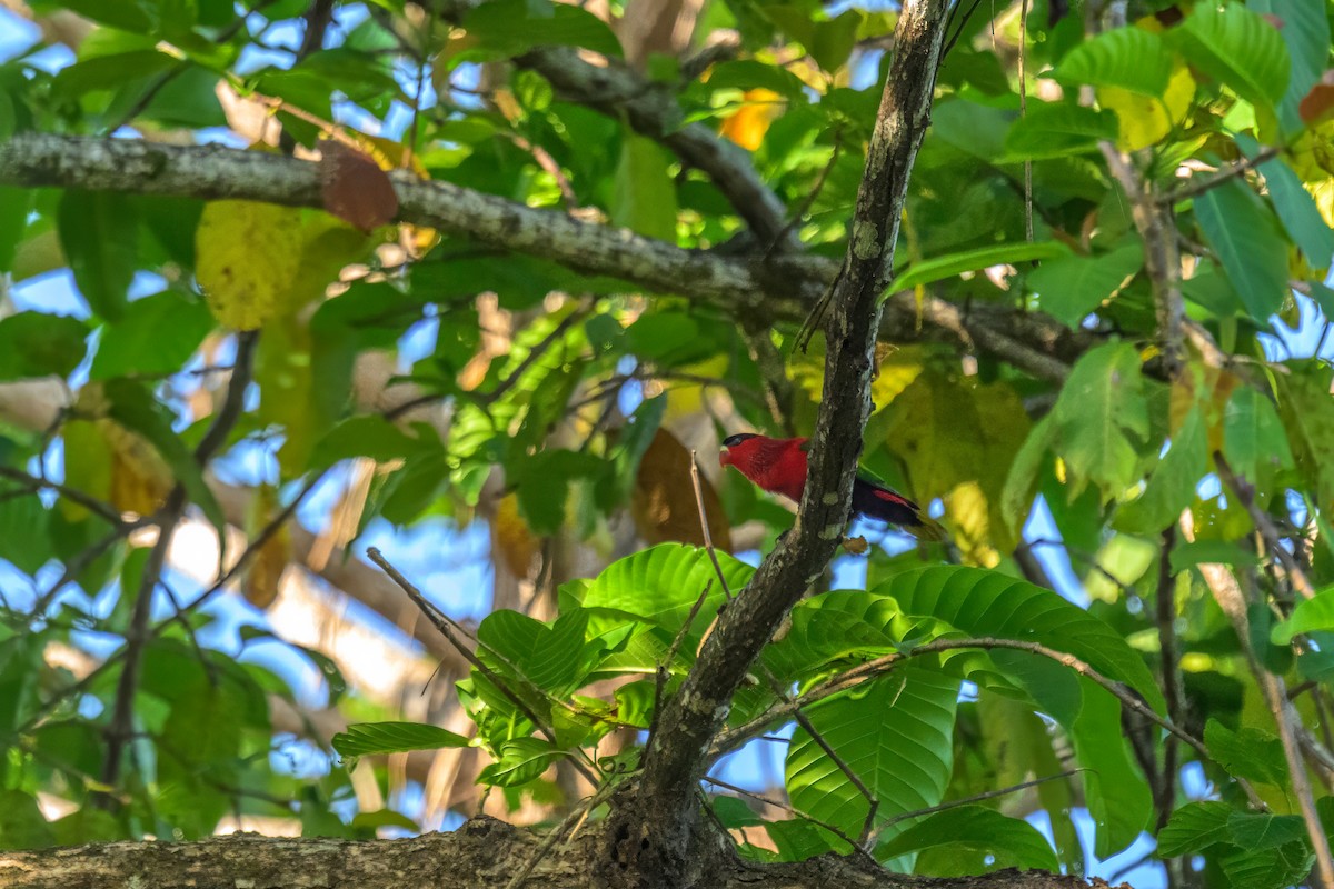 Coconut Lorikeet - ML650003213