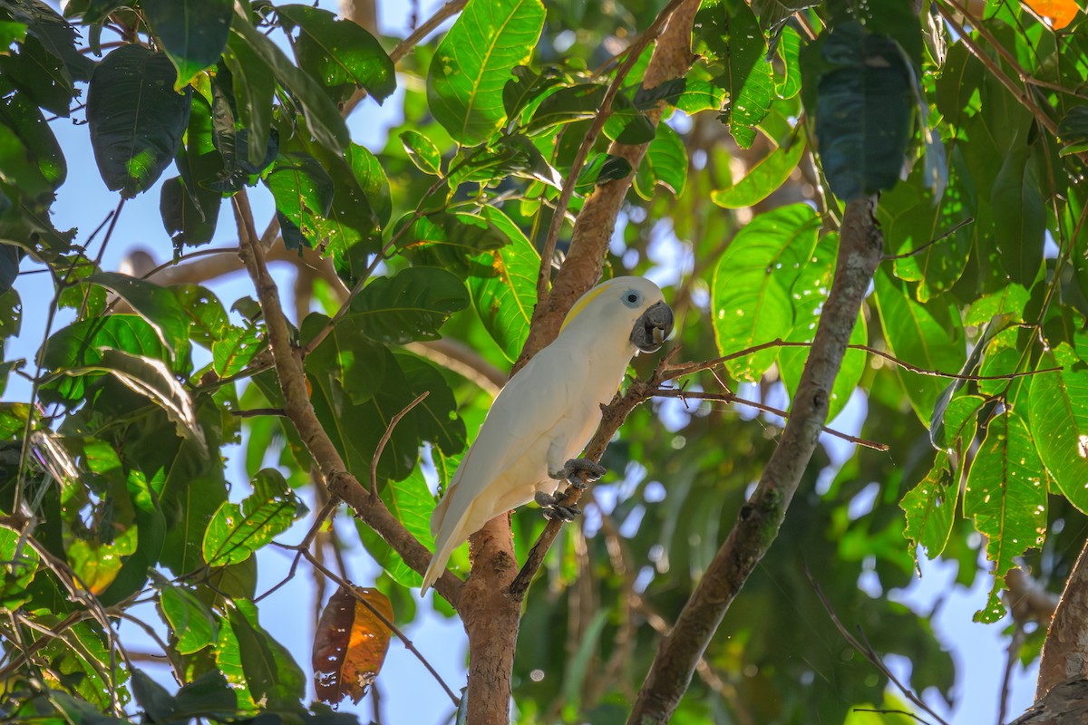 Blue-eyed Cockatoo - ML650003225