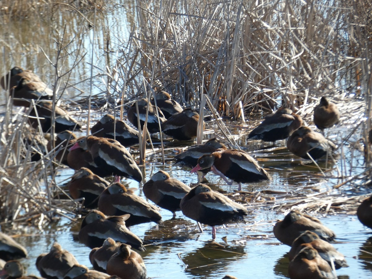 rødnebbplystreand - ML650004318