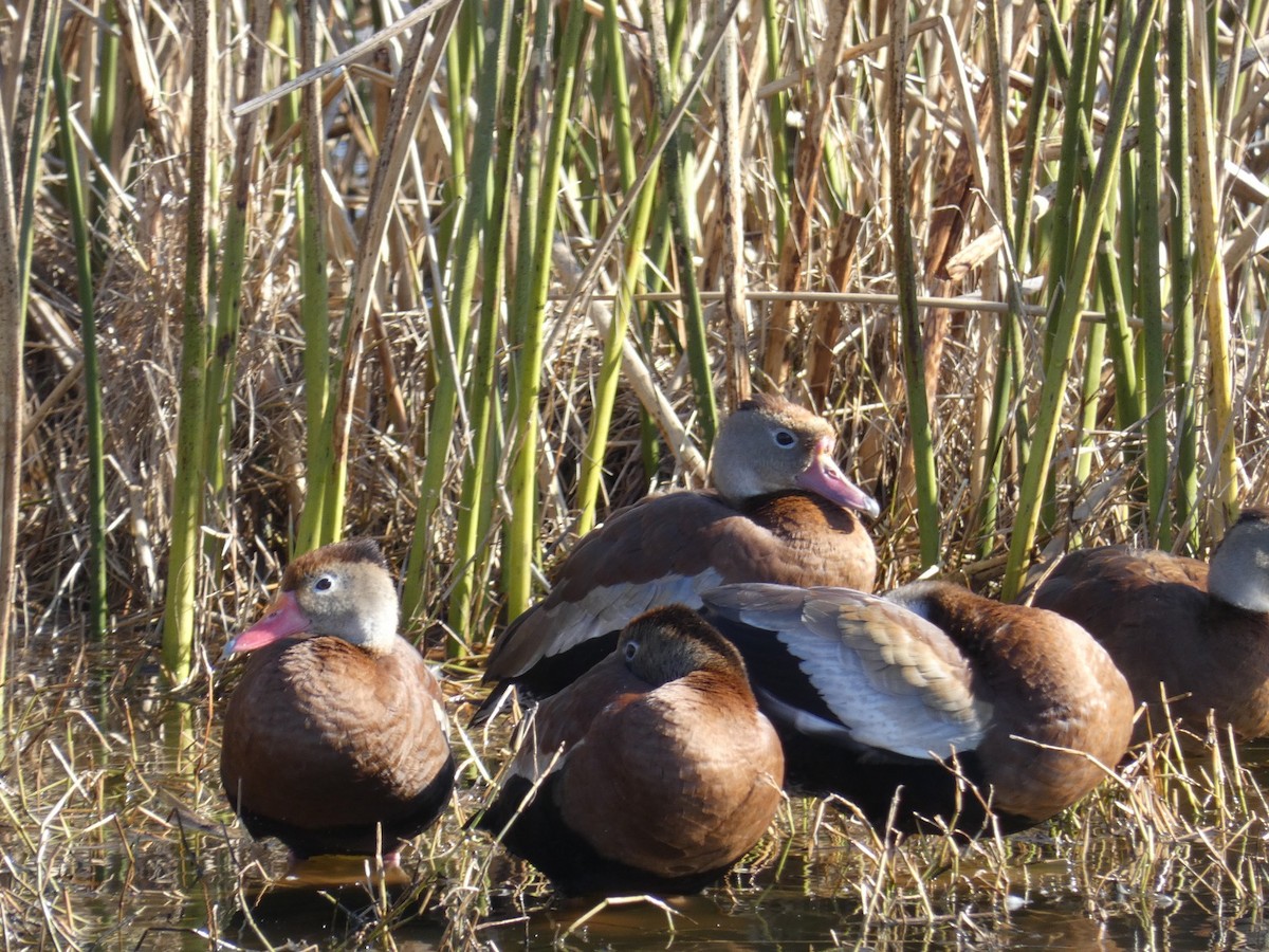 rødnebbplystreand - ML650004333