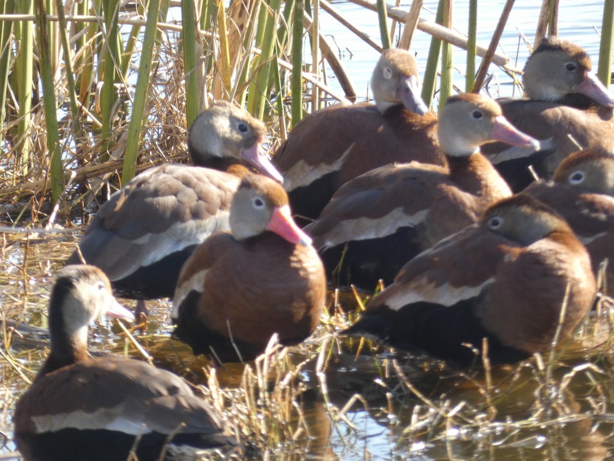 rødnebbplystreand - ML650004373