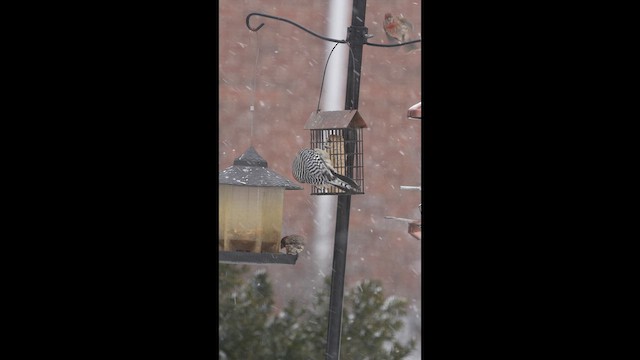 Red-bellied Woodpecker - ML650004376