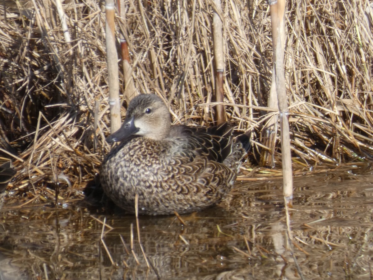 blåvingeand - ML650004382