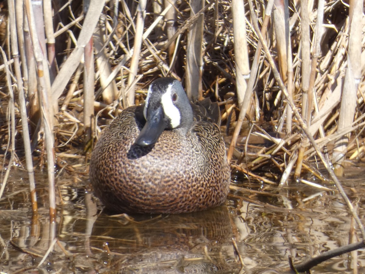 blåvingeand - ML650004400