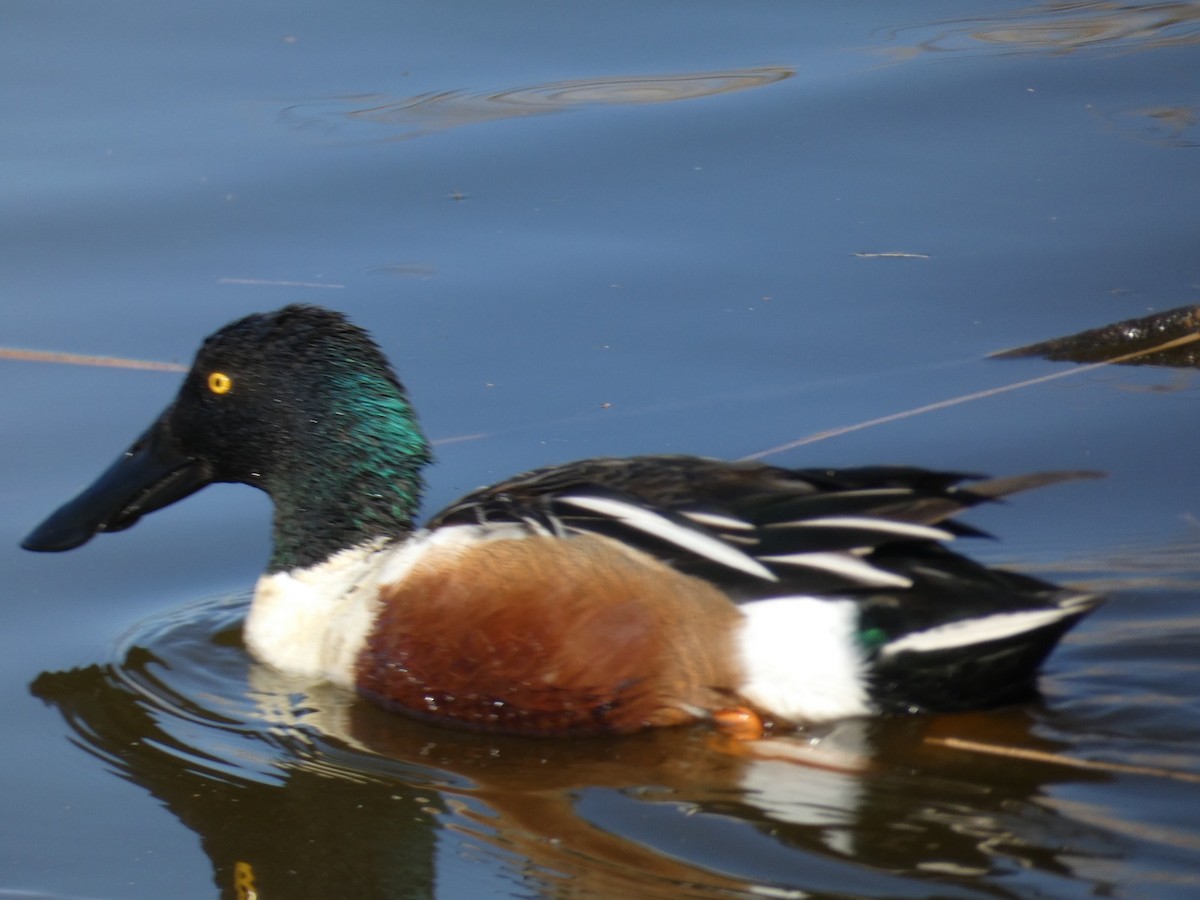 skjeand - ML650004440